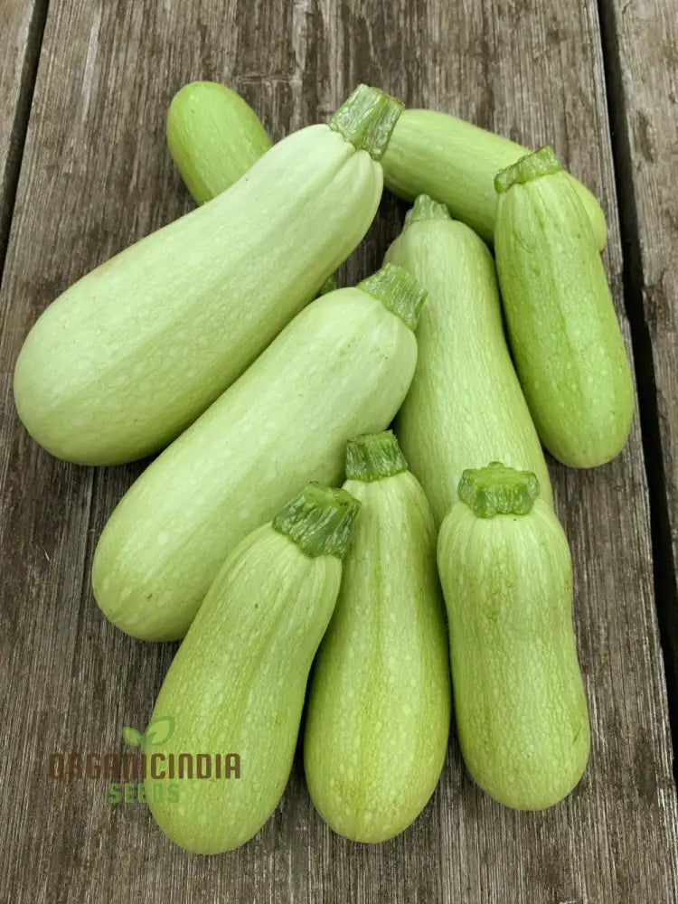 Zucchini - Grey (Lebanese) Seeds For Planting Premium Quality Gardening