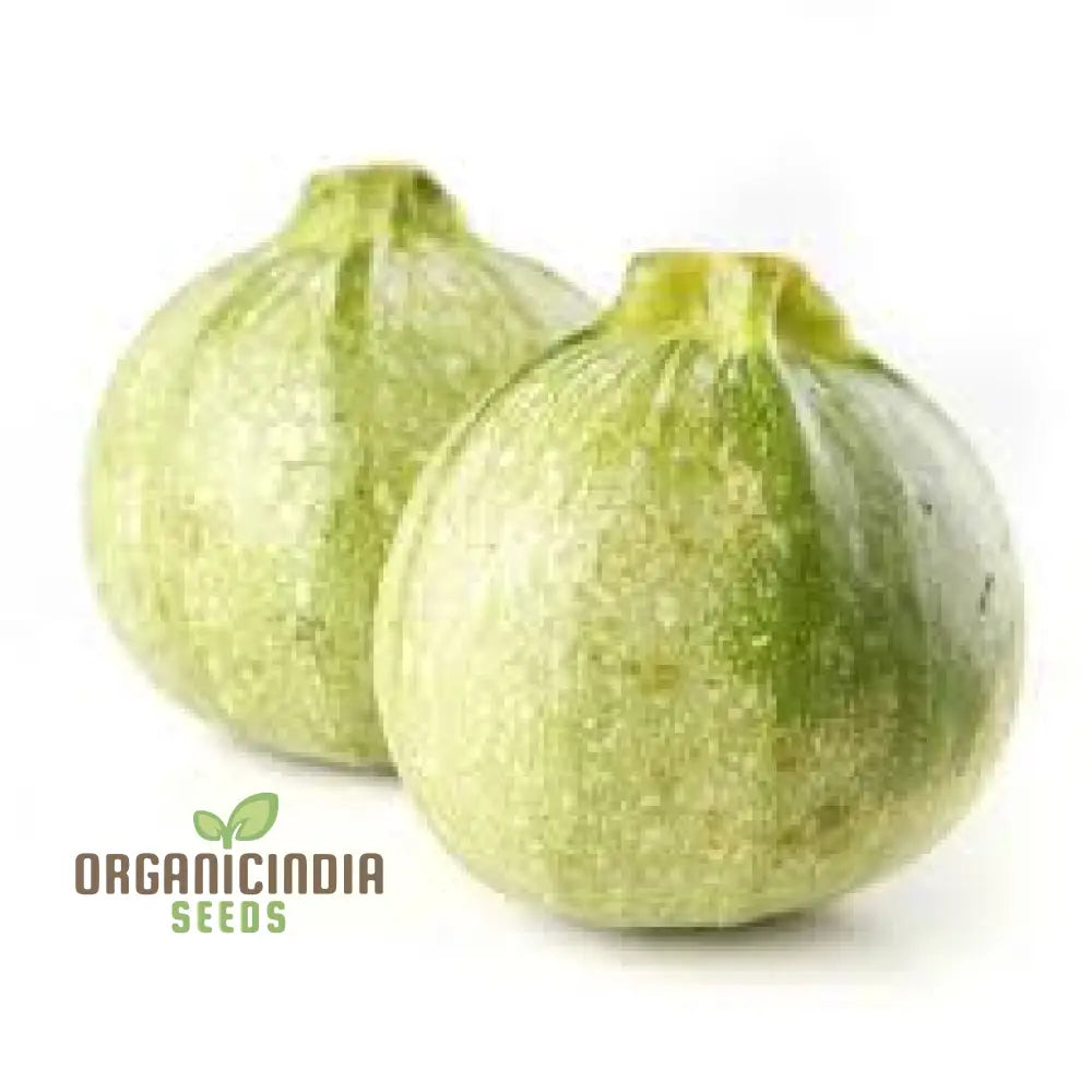 Zucchini - Ronde De Nice Seeds For Planting Gardening Premium Quality Organic Heirloom Vegetable