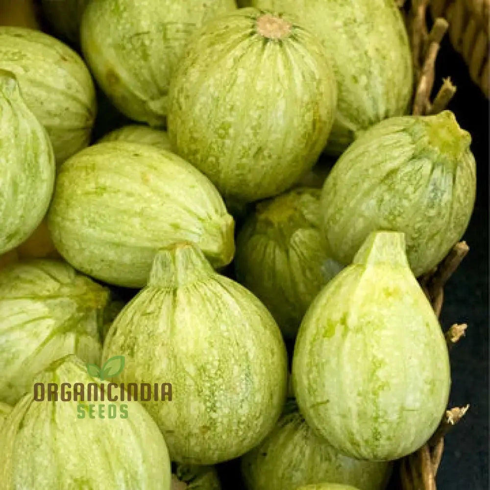 Zucchini - Ronde De Nice Seeds For Planting Gardening Premium Quality Organic Heirloom Vegetable