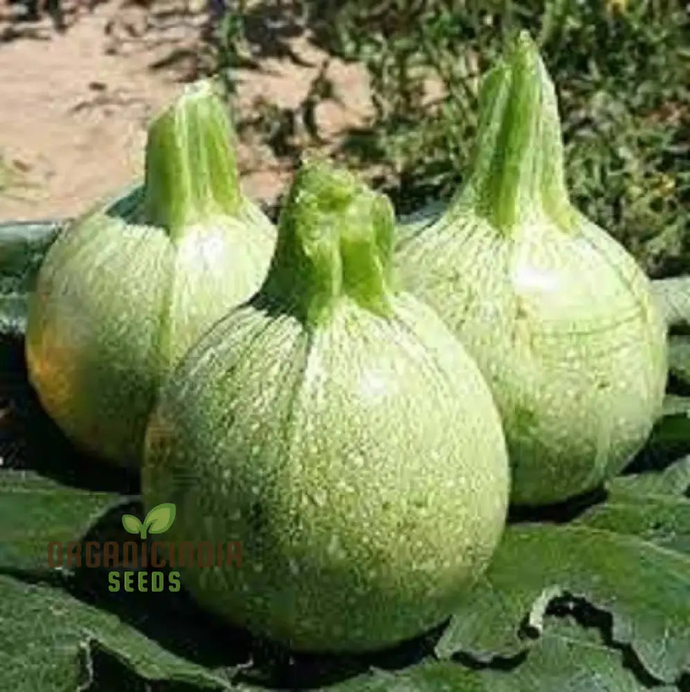 Zucchini - Ronde De Nice Seeds For Planting Gardening Premium Quality Organic Heirloom Vegetable