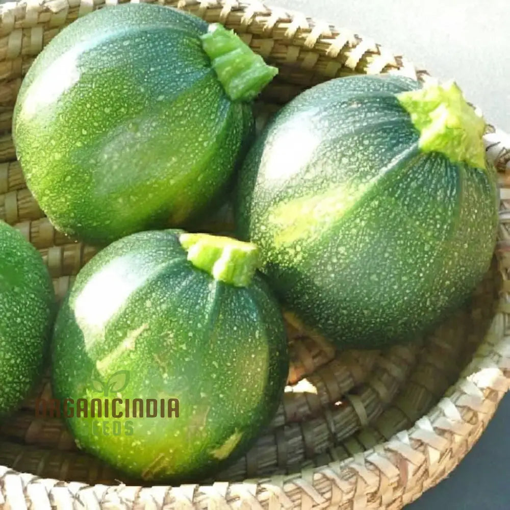 Zucchini Squash Round Hybrid Seeds – Elevate Your Gardening Experience With Nutritious Flavorful