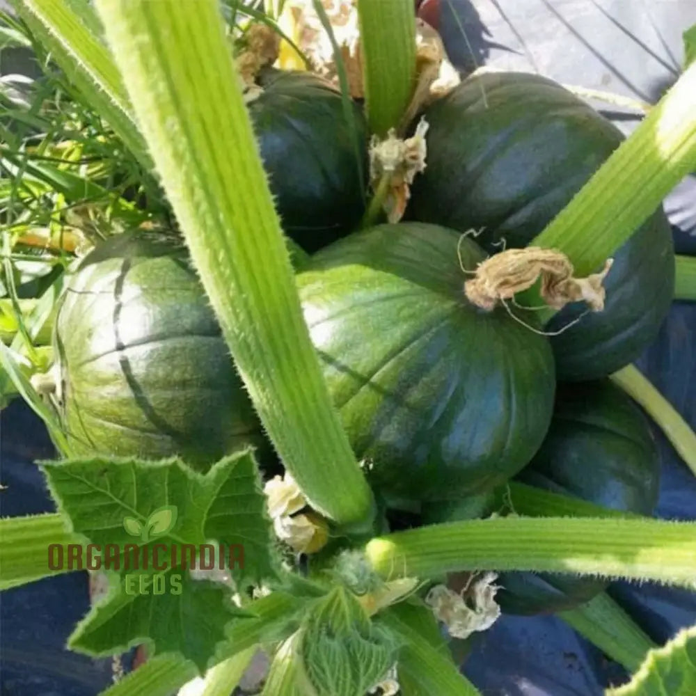 Zucchini Squash Round Hybrid Seeds – Elevate Your Gardening Experience With Nutritious Flavorful