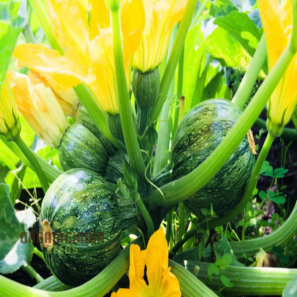 Zucchini Squash Round Hybrid Seeds – Elevate Your Gardening Experience With Nutritious Flavorful