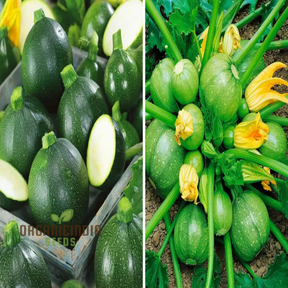 Zucchini Squash Round Hybrid Seeds – Elevate Your Gardening Experience With Nutritious Flavorful