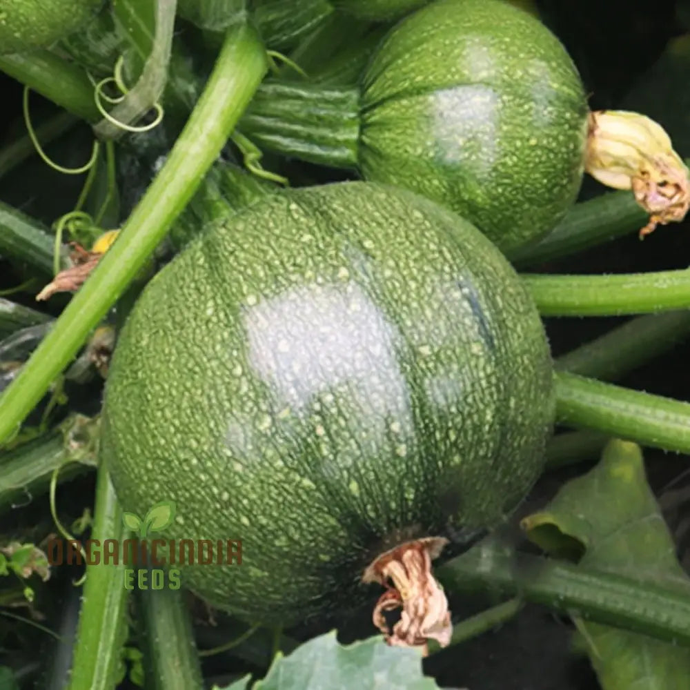 Zucchini Squash Round Hybrid Seeds â€“ Elevate Your Gardening Experience With Nutritious Flavorful