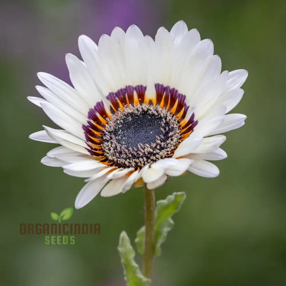 Zulu Prince Daisy Seeds - Grow Majestic Daisies For A Royal Garden Display