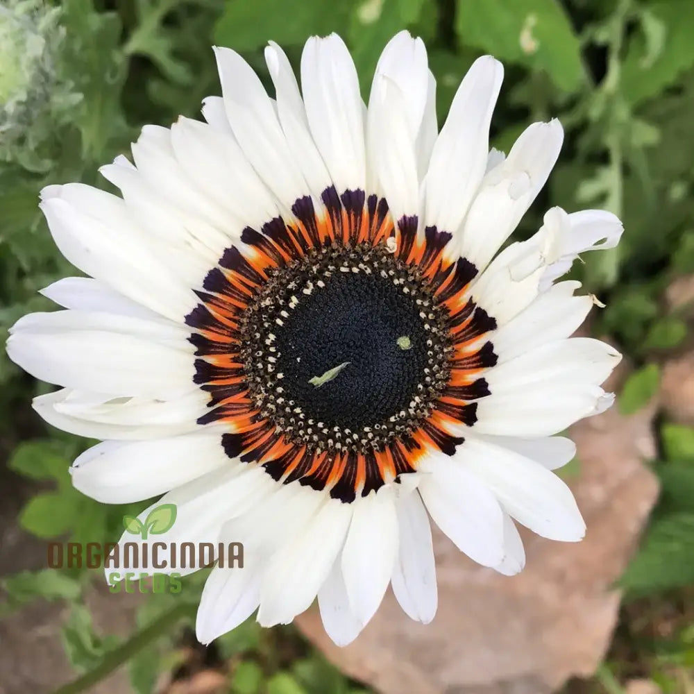 Zulu Prince Daisy Seeds - Grow Majestic Daisies For A Royal Garden Display