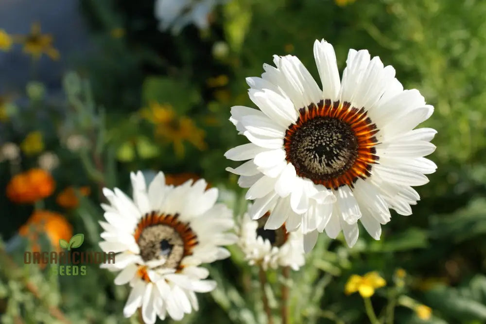 Zulu Prince Daisy Seeds - Grow Majestic Daisies For A Royal Garden Display