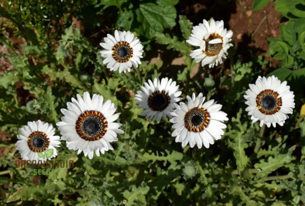 Zulu Prince Daisy Seeds - Grow Majestic Daisies For A Royal Garden Display