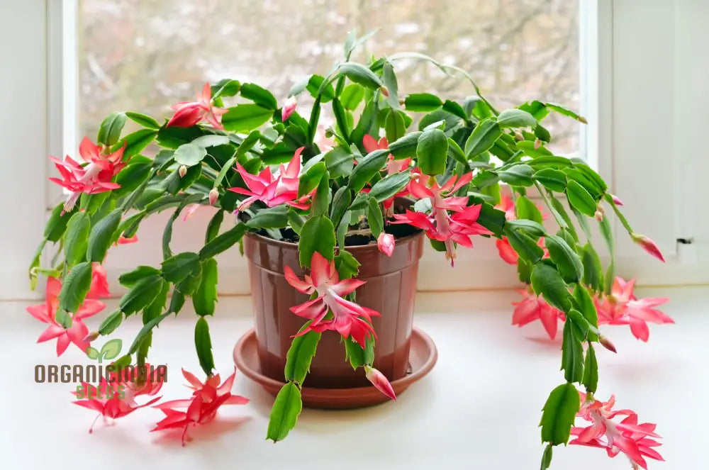 Zygocactus Schlumbergera Seeds For Planting - 100 Pcs Flower Seeds