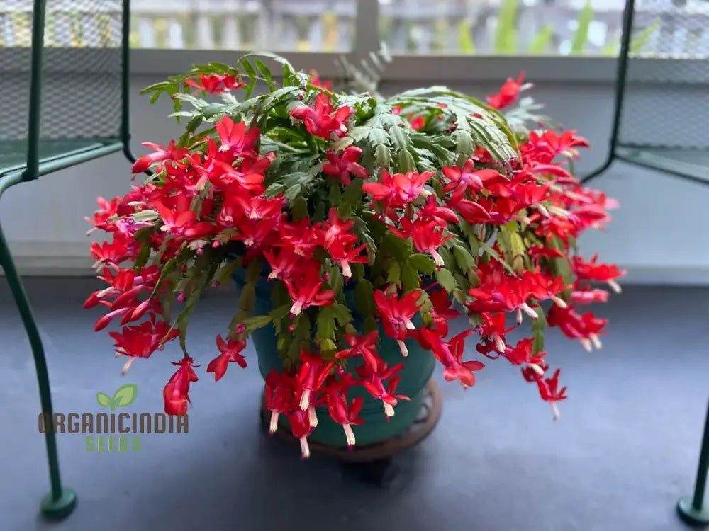 Zygocactus Schlumbergera Seeds For Planting - 100 Pcs Flower Seeds