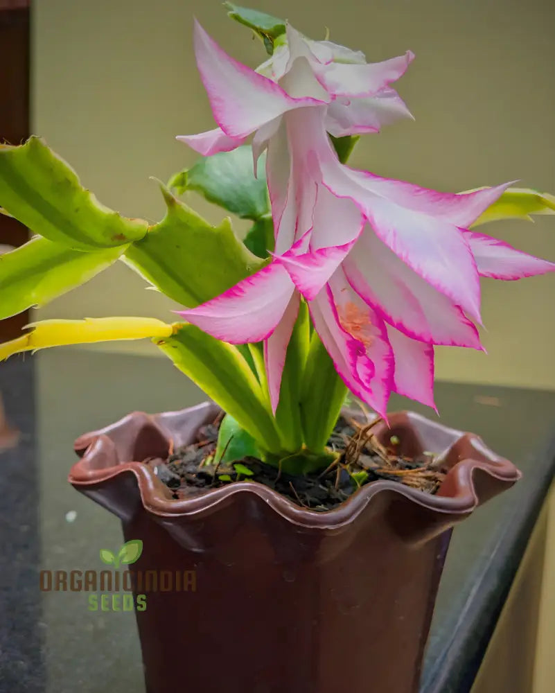 Zygocactus Schlumbergera Seeds For Planting - 100 Pcs Flower Seeds